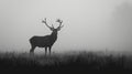 Red deer stag silhouette in the mist. AI Generative Royalty Free Stock Photo