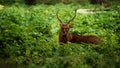 Red Deer Stag Royalty Free Stock Photo