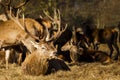 Red Deer Stag Royalty Free Stock Photo