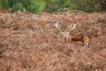 Red deer stag standing in the dead bracken in London\'s parks