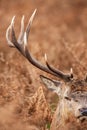 Red deer stag standing in the dead bracken in London\'s parks