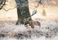 Red deer stag standing in fern on a frosty winter morning