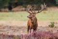 Red deer stag  in Hoge Veluwe National Park Royalty Free Stock Photo