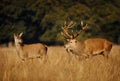 Red deer stag standing by a hind Royalty Free Stock Photo