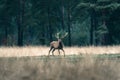 Red deer stag standing with legs wide in forest meadow. National Royalty Free Stock Photo
