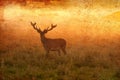 Red deer stag standing looking in a golden foggy misty meadow morning or evening sun made like ancient canvas image Royalty Free Stock Photo