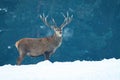 Red deer stag standing on meadow covered with snow in wintertime nature. Royalty Free Stock Photo