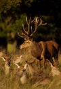 Red deer stag standing near a group of hinds Royalty Free Stock Photo