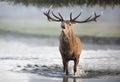 Red deer stag standing in water and calling during rutting season Royalty Free Stock Photo