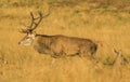 Red Deer Stag sticking out his tonge