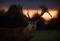 Red Deer Stag with Sunset Background