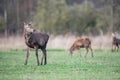 Red deer stag with thrown off antlers in meadow. Royalty Free Stock Photo