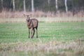 Red deer stag with thrown off antlers in meadow in winter. Royalty Free Stock Photo