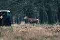 Red deer stag with thrown off antlers walking towards car and ra