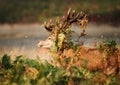 Red deer stag with vegetation on antlers Royalty Free Stock Photo