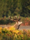 Red deer stag with vegetation on antlers during rutting season Royalty Free Stock Photo