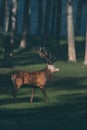 Red deer stag walking in a forest meadow. Royalty Free Stock Photo