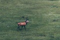 Red deer stag walking in a meadow. High angle view. Royalty Free Stock Photo