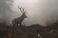 Red deer stag in the wilderness of Carpathian mountains