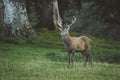 Red deer stag in woodland in Scotland in autumn Royalty Free Stock Photo