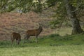 Red deer stag in woodland in Scotland in autumn Royalty Free Stock Photo