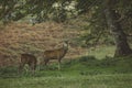 Red deer stag in woodland in Scotland in autumn Royalty Free Stock Photo