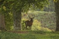 Red deer stag in woodland in Scotland in autumn Royalty Free Stock Photo