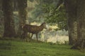 Red deer stag in woodland in Scotland in autumn Royalty Free Stock Photo