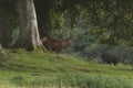 Red deer stag in woodland in Scotland in autumn Royalty Free Stock Photo