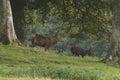 Red deer stag in woodland in Scotland in autumn Royalty Free Stock Photo