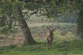 Red deer stag in woodland in Scotland in autumn Royalty Free Stock Photo