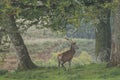 Red deer stag in woodland in Scotland in autumn Royalty Free Stock Photo