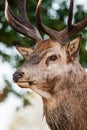 Red deer stags in the annual deer run in Bushy Park in London, UK