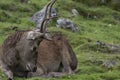 Red deer stags, Cervus elaphus scoticus, resting within a glen in september, cairngorms national park