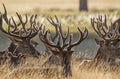 Red Deer stags (Cervus elaphus) in velvet antlers Royalty Free Stock Photo