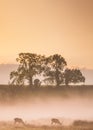 Red Deer Stags at Dawn in the mist