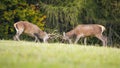 Red deer stags engaged in territorial fight during rutting season