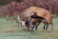 Red Deer stags fighting Royalty Free Stock Photo