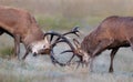 Red deer stags fighting during rutting season in autumn Royalty Free Stock Photo