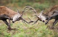 Red deer stags fighting during rutting season