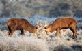 Red deer stags fighting in winter Royalty Free Stock Photo