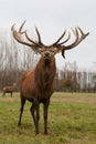 Red deer stags herd on meadow