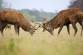 Red deer stags jousting with antlers Royalty Free Stock Photo