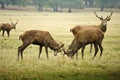 Red deer stags jousting with antlers Royalty Free Stock Photo