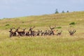 Deer Stags resting in the long grass in velvet antlers Royalty Free Stock Photo