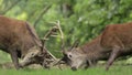 Red Deer Stags rutting