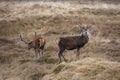 Red Deer Stags - Scottish Highlands Royalty Free Stock Photo