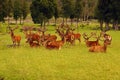 Red deer stags in velvet