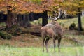 Red deer