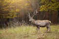 Red deer standing in colorful forest in autumn sunlight